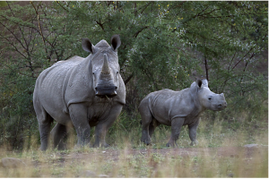 How Forensics Is Boosting The Battle Against Wildlife Trade