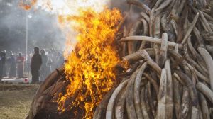 China Says It Will Shut Down Its Ivory Trade In 2017