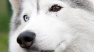 In 1925, A Remote Town Was Saved From Lethal Disease By Dogs