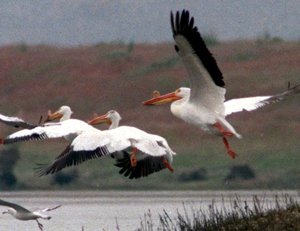 Washington’s White Pelicans, Long Listed As Endangered, Make A Comeback