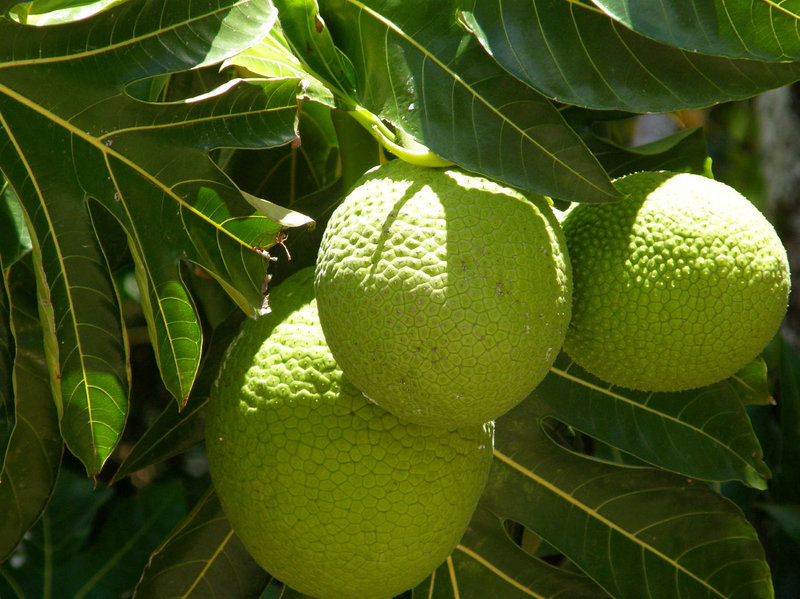 Productive, Protein-Rich Breadfruit Could Help The World’s Hungry Tropics