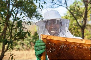 Modern beekeeping offers Ethiopian youths a sweeter future