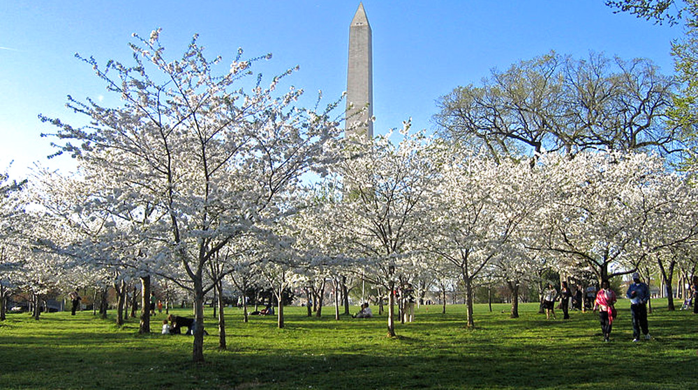 The National Cherry Blossom Festival is celebrated around the city each spring.