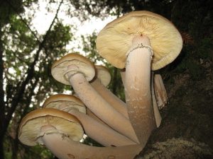 THE WORLD’S LARGEST LIVING ORGANISM