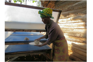 Taste For Mushrooms Helps Tanzanian Farmers Protect Forest