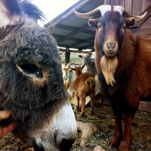 How To Save A Donkey (It Helps To Have A Goat)