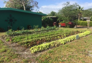 An All-Volunteer Squad Of Farmers Is Turning Florida Lawns Into Food