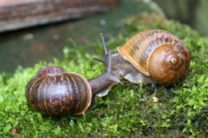 Can’t Hurry Love: Rare Snail Finds Romance After Global Search