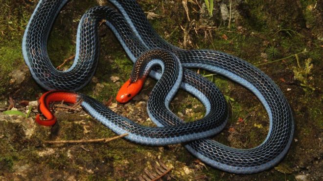 The Venom Of One Of World’s Deadliest Snakes Could Relieve Pain, Say Scientists