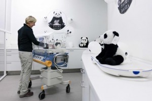 Giant Panda Born In Belgium’s Pairi Daiza Zoo, Rare Event For Endangered Species